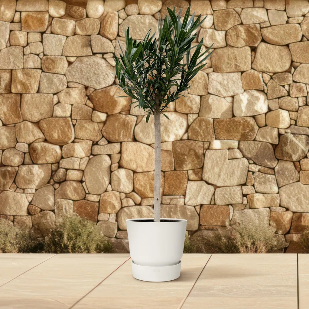 Oleander (Nerium oleander) – mediterrane Kübelpflanze, Höhe ca. 150 cm