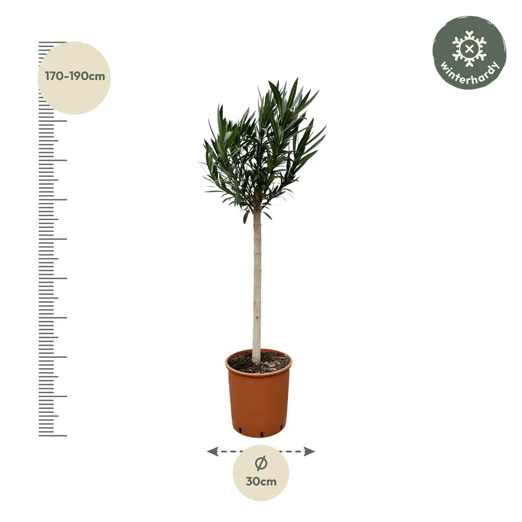 Oleander (Nerium oleander) – mediterrane Kübelpflanze, Höhe ca. 150 cm