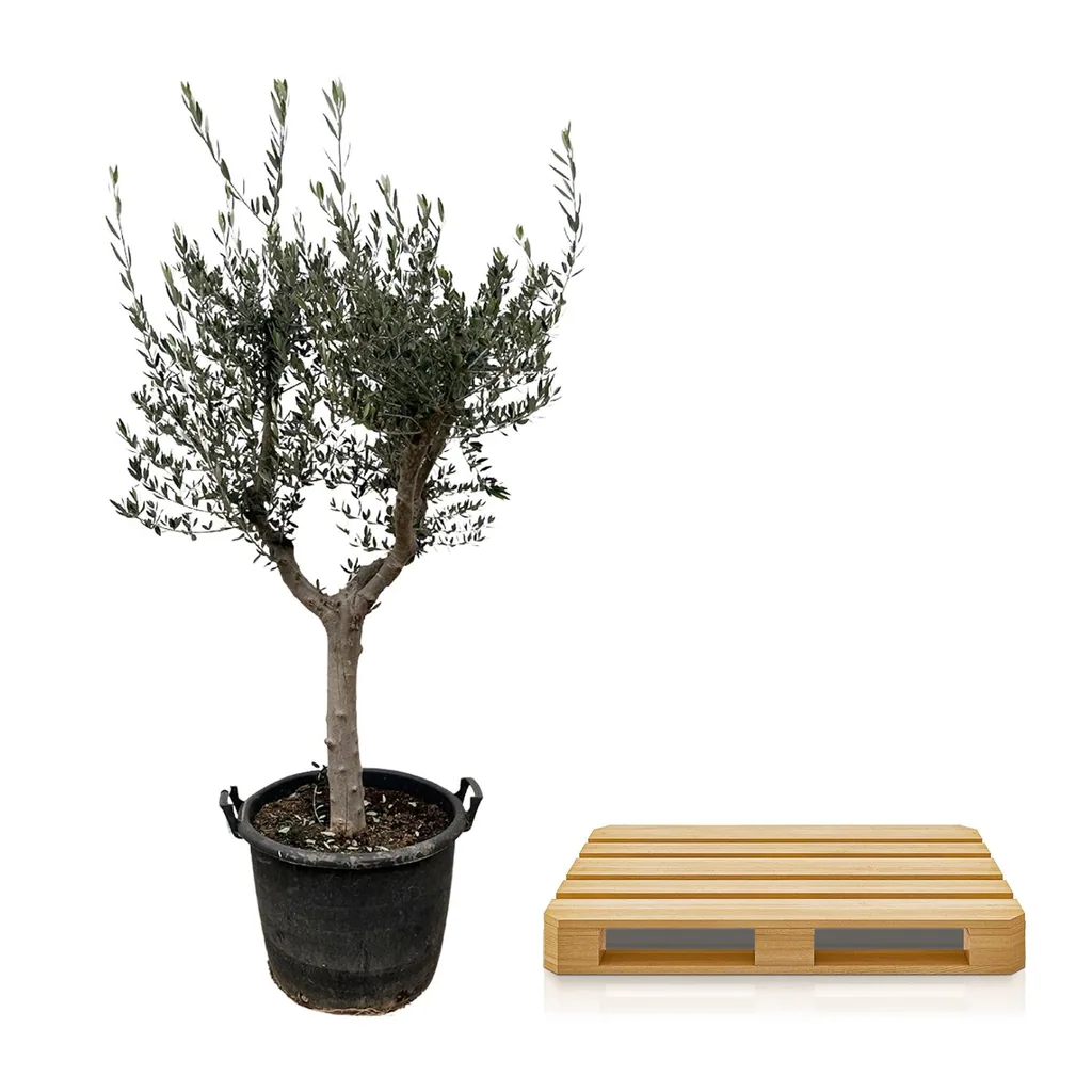 Olivenbaum (Olea europaea) – mediterranes Kübelgehölz, Topf-Ø 45 cm
