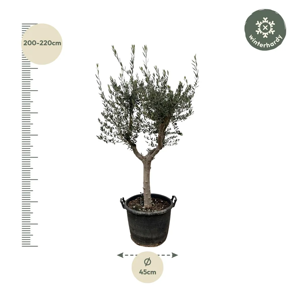 Olivenbaum (Olea europaea) – mediterranes Kübelgehölz, Topf-Ø 45 cm