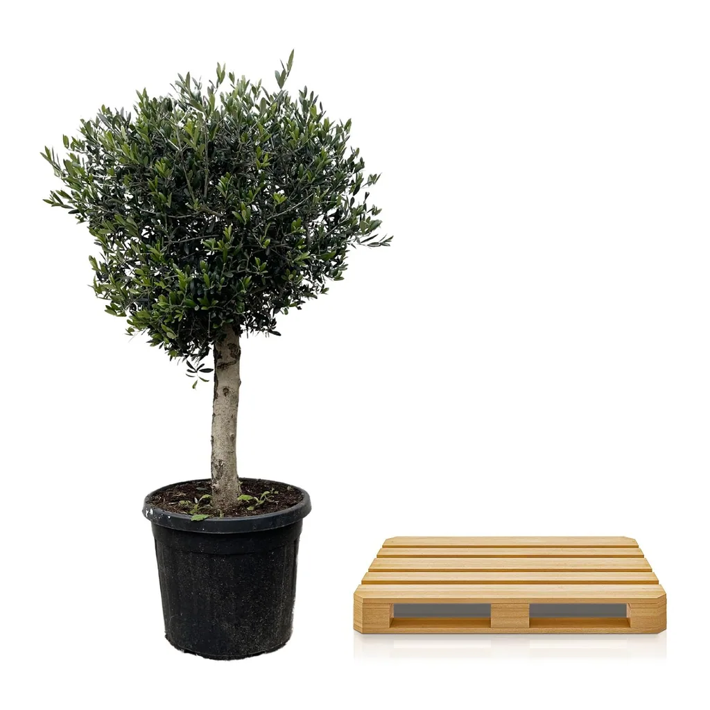 Olivenbaum (Olea europaea) – mediterranes Kübelgehölz, Topf-Ø 45 cm
