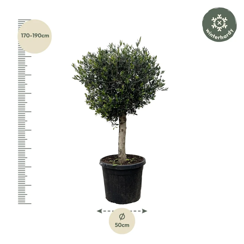 Olivenbaum (Olea europaea) – mediterranes Kübelgehölz, Topf-Ø 45 cm