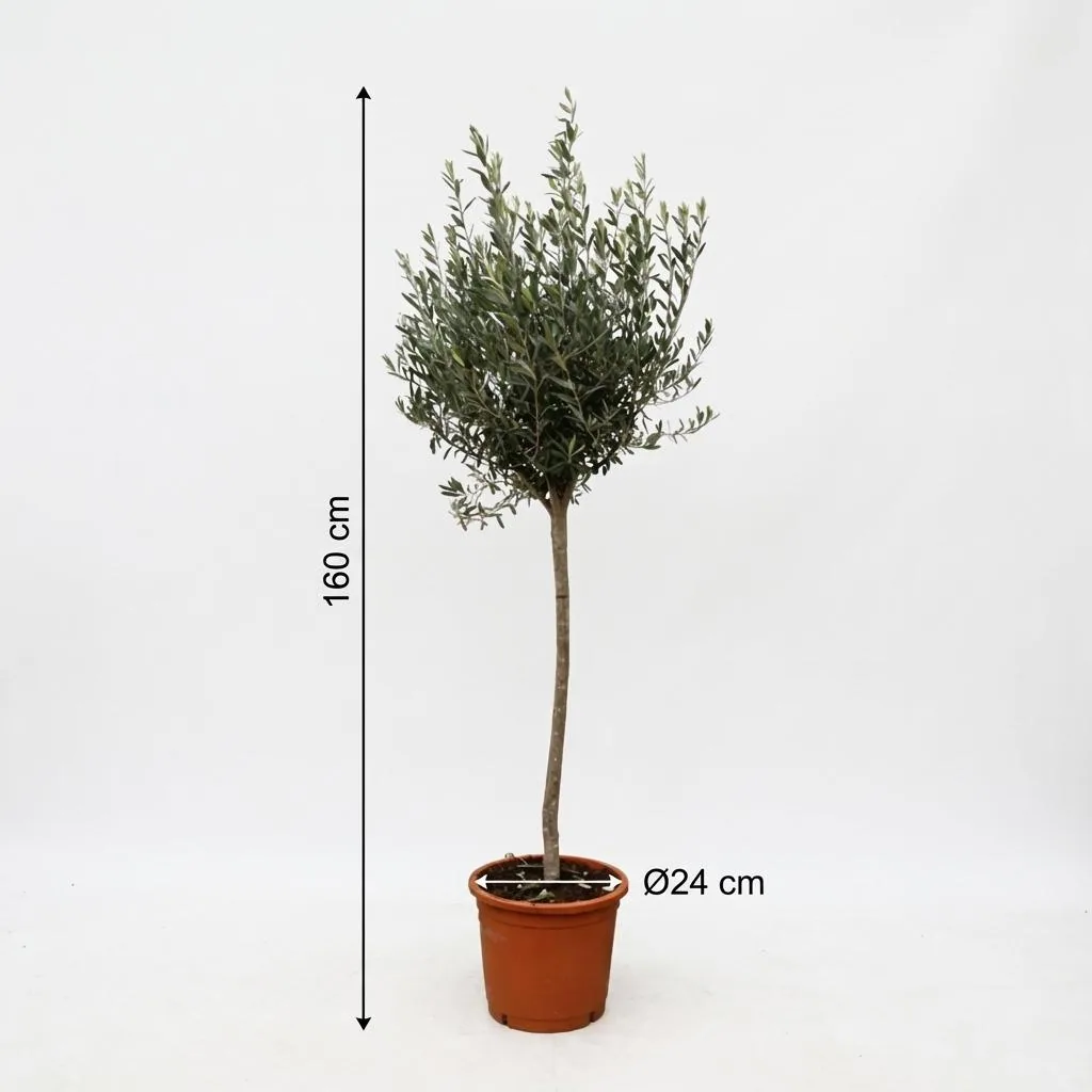 Olivenbaum (Olea europaea) – mediterranes Kübelgehölz, als Stämmchen, Topf-Ø 24 cm