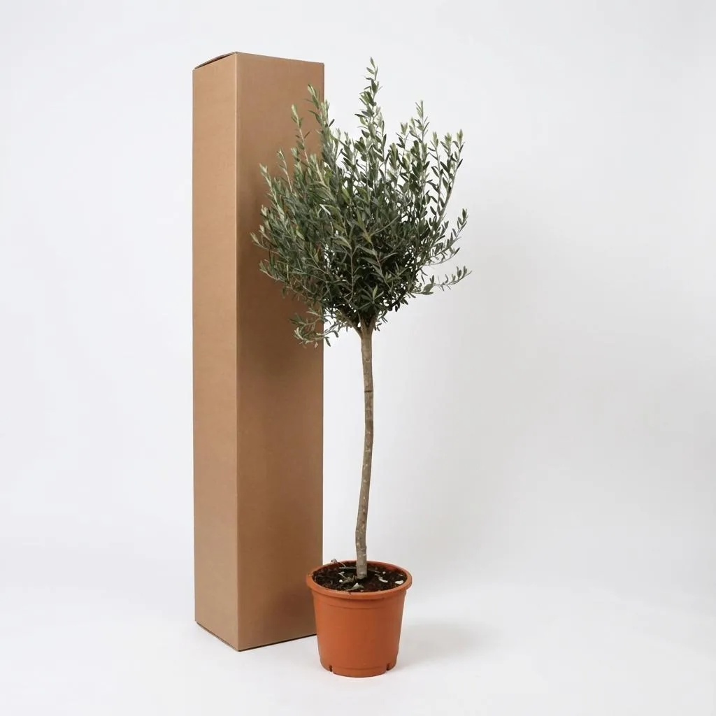 Olivenbaum (Olea europaea) – mediterranes Kübelgehölz, als Stämmchen, Topf-Ø 24 cm
