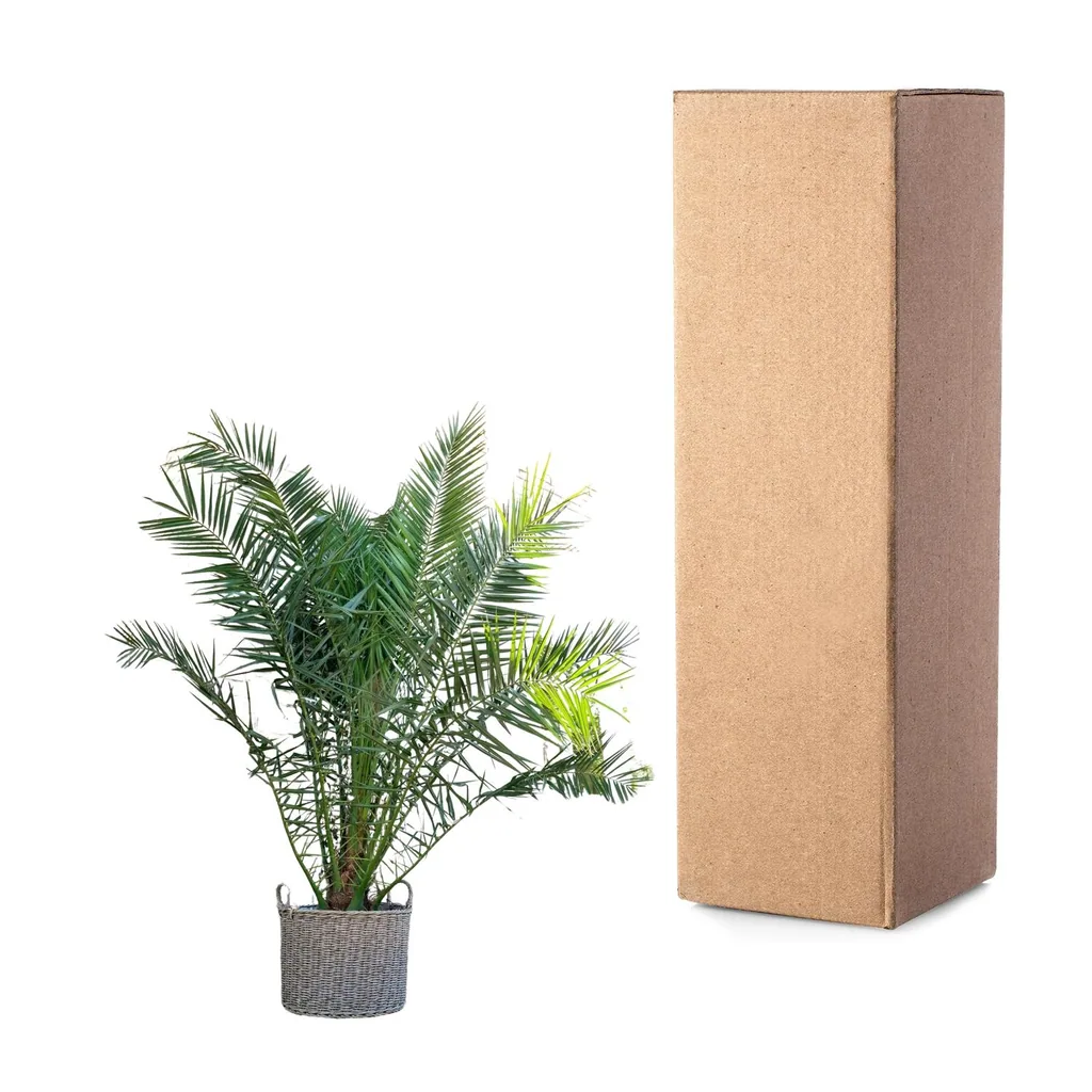 Kanarische Dattelpalme (Phoenix canariensis) – pflegeleichte Zimmerpflanze, Höhe ca. 230 cm