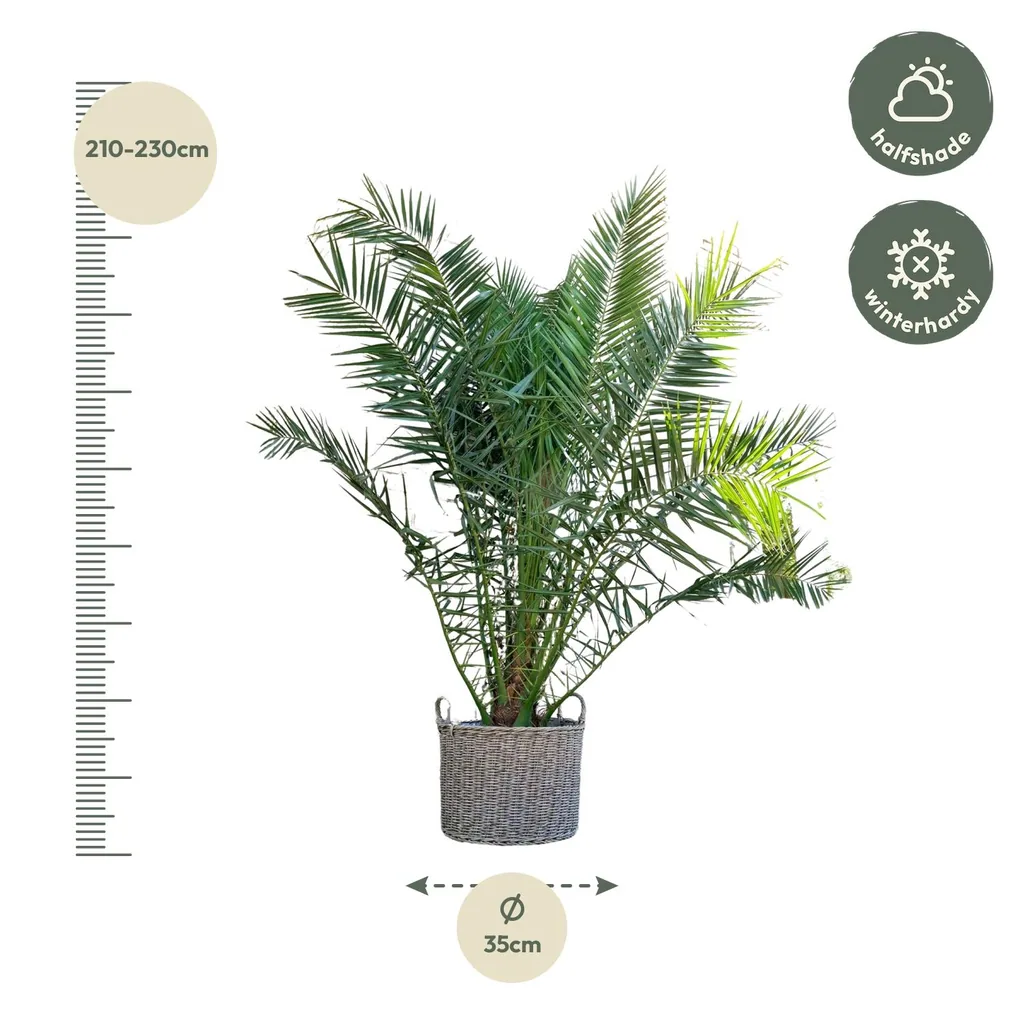 Kanarische Dattelpalme (Phoenix canariensis) – pflegeleichte Zimmerpflanze, Höhe ca. 230 cm