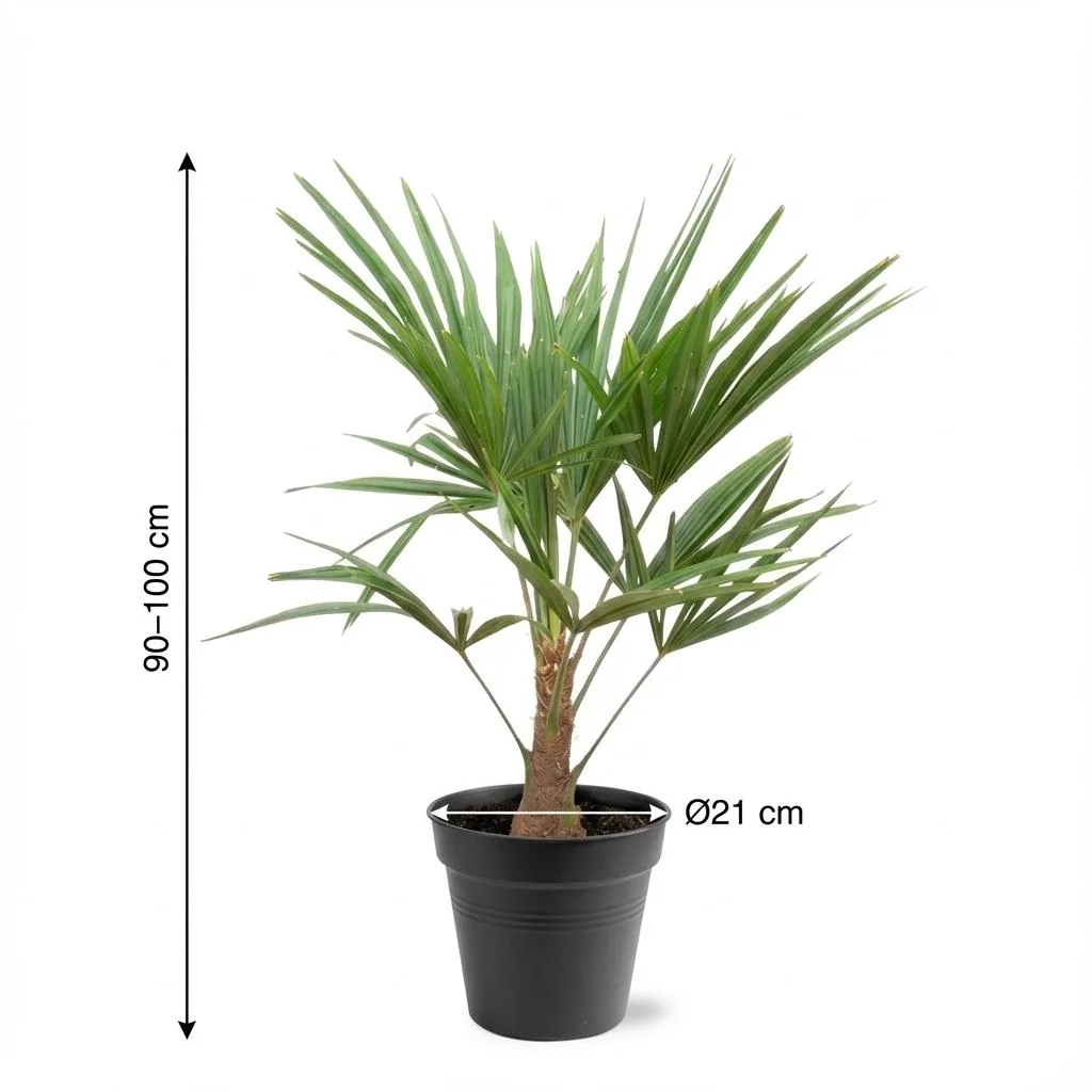 Chinesische Hanfpalme (Trachycarpus fortunei) – pflegeleichte Zimmerpflanze, Höhe ca. 100 cm