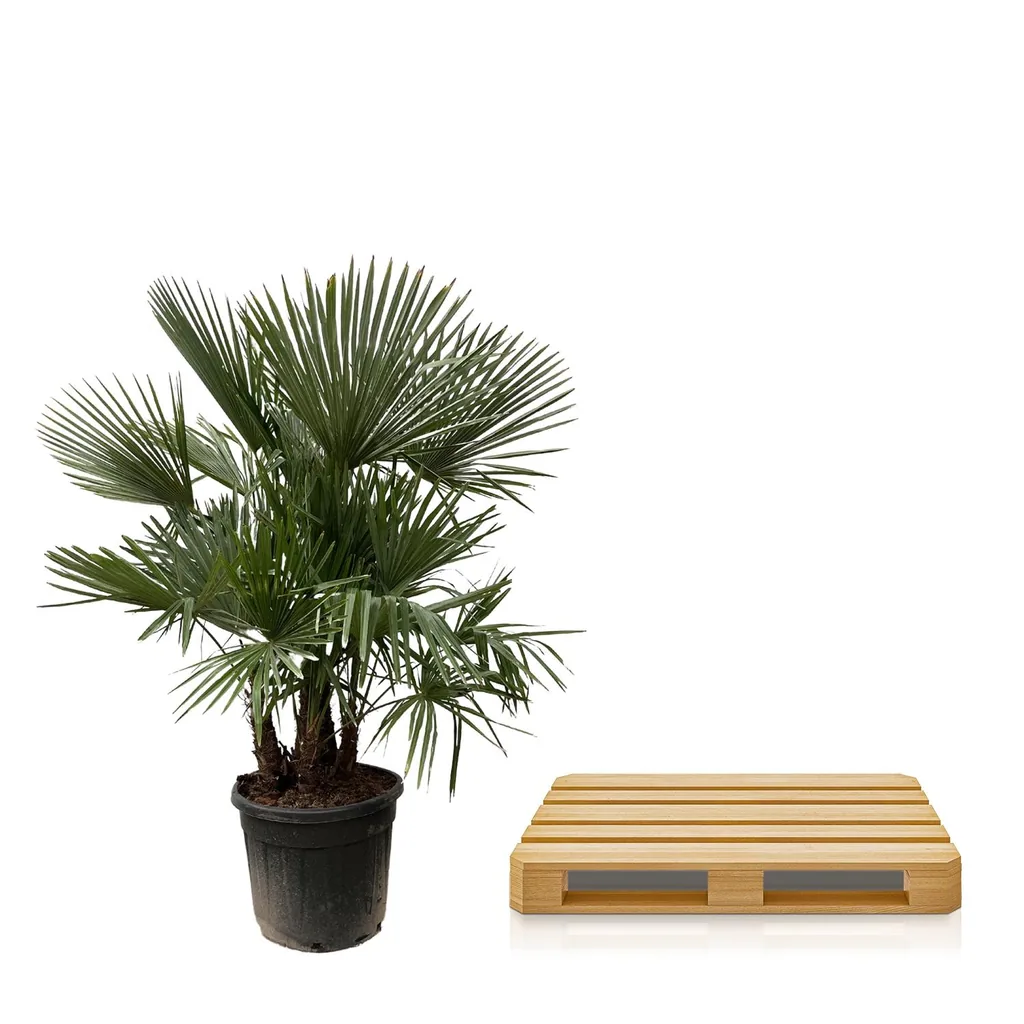 Hanfpalme (Trachycarpus) – pflegeleichte Zimmerpflanze, als Stämmchen, Topf-Ø 50 cm