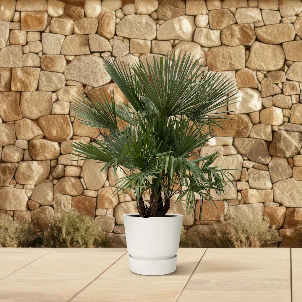 Hanfpalme (Trachycarpus) – pflegeleichte Zimmerpflanze, als Stämmchen, Topf-Ø 50 cm