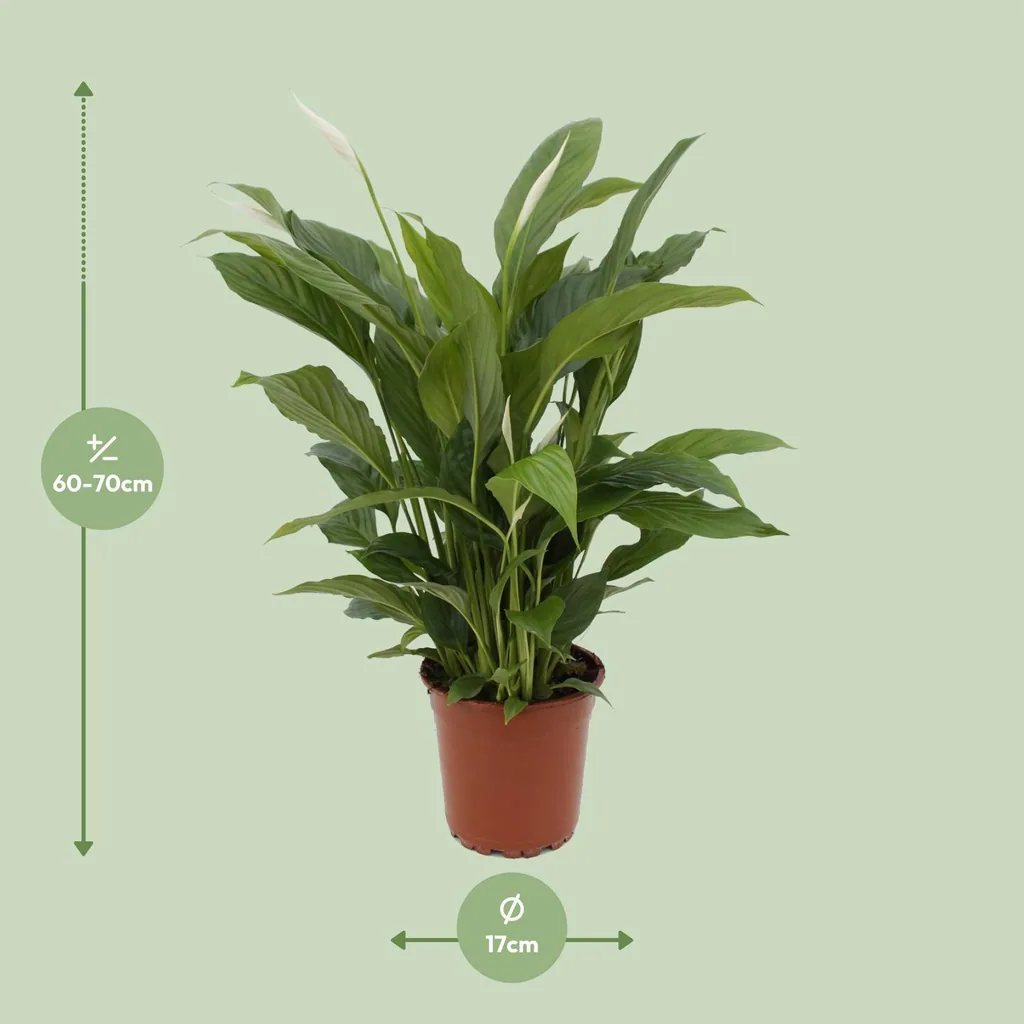 Einblatt 'Torelli' (Spathiphyllum) – pflegeleichte Zimmerpflanze, Topf-Ø 17 cm, Höhe ca. 65 cm