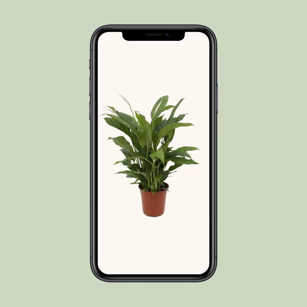 Einblatt 'Torelli' (Spathiphyllum) – pflegeleichte Zimmerpflanze, Topf-Ø 17 cm, Höhe ca. 65 cm