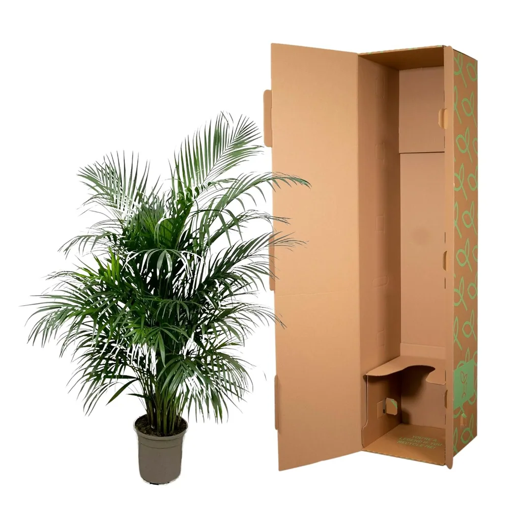 Areca-Palme (Dypsis lutescens) – pflegeleichte Zimmerpflanze, Höhe ca. 140 cm