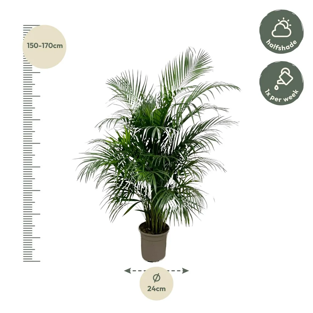 Areca-Palme (Dypsis lutescens) – pflegeleichte Zimmerpflanze, Höhe ca. 140 cm