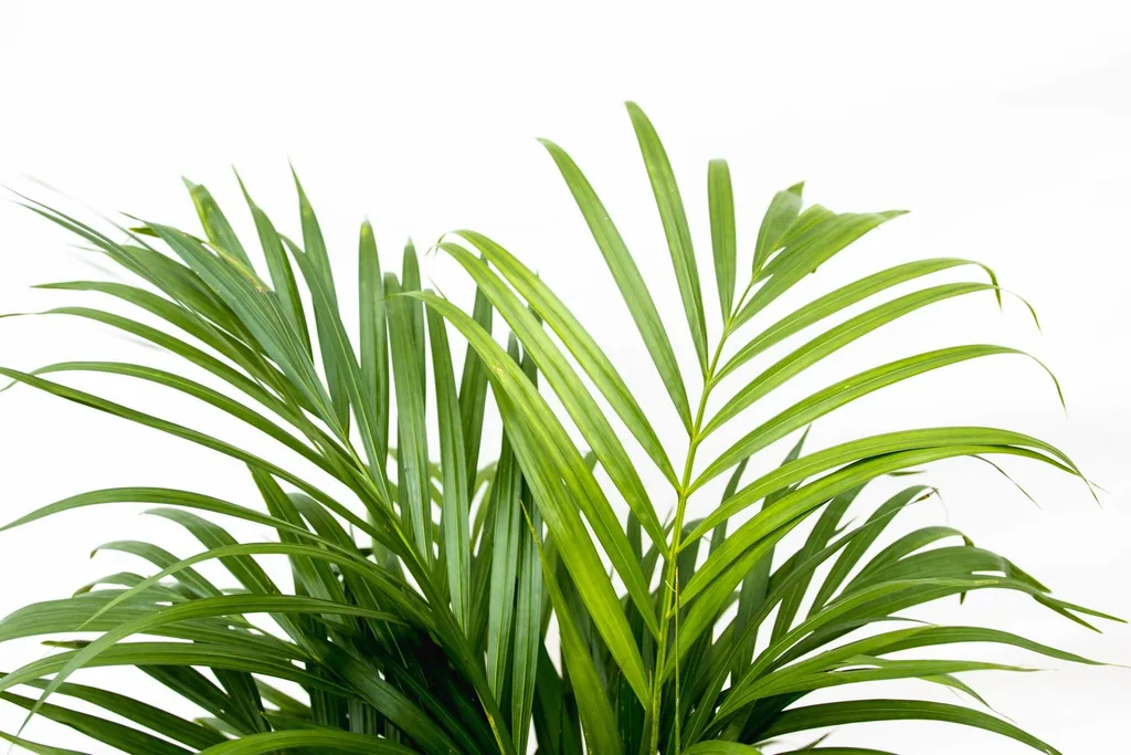 Areca-Palme (Dypsis lutescens) – pflegeleichte Zimmerpflanze, Höhe ca. 140 cm