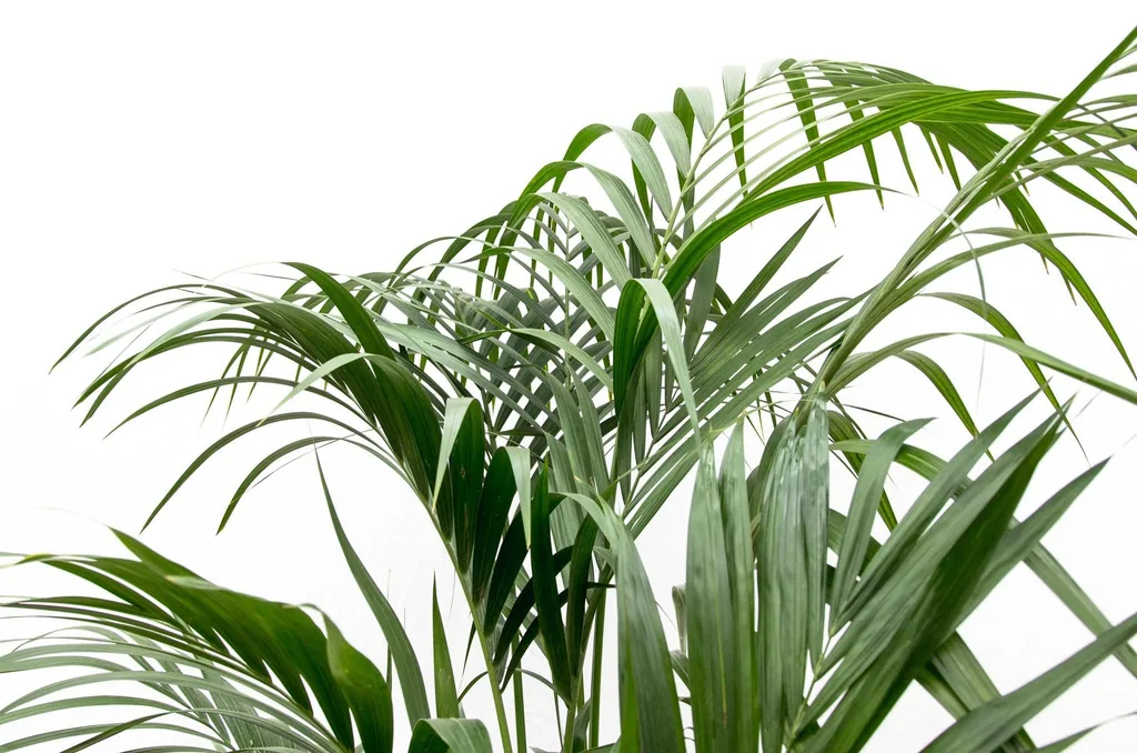 Kentiapalme (Howea forsteriana) – pflegeleichte Zimmerpflanze, Topf-Ø 21–25 cm, Höhe ca. 170 cm