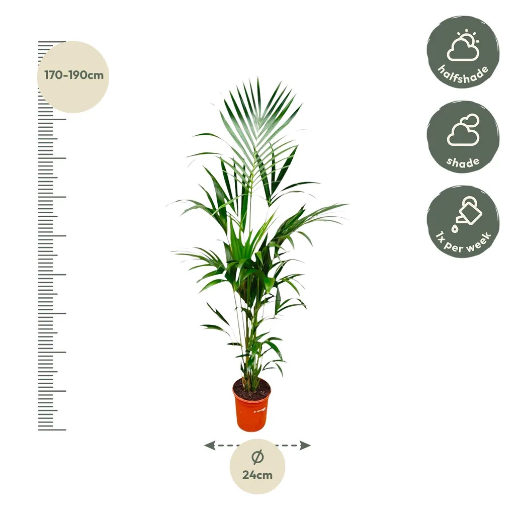 Kentiapalme (Howea forsteriana) – pflegeleichte Zimmerpflanze, Topf-Ø 21–25 cm, Höhe ca. 170 cm