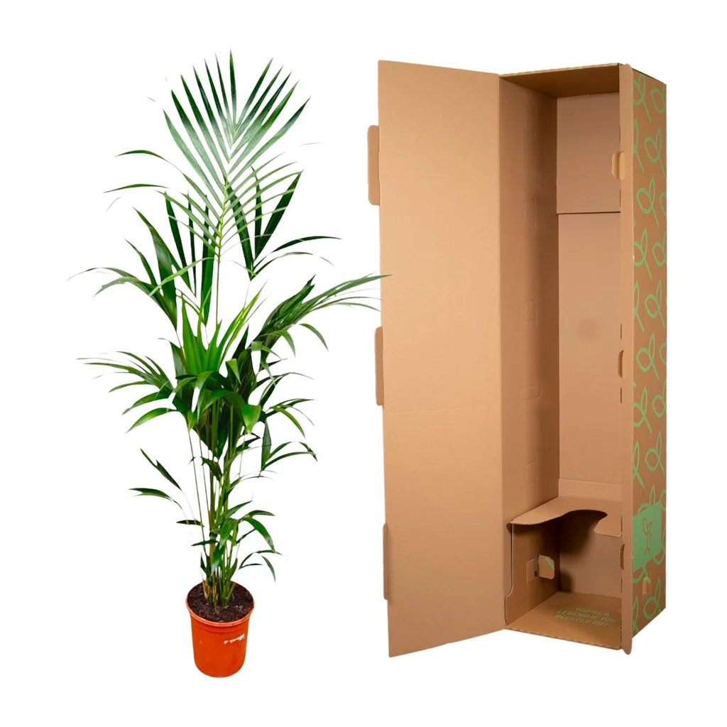 Kentiapalme (Howea forsteriana) – pflegeleichte Zimmerpflanze, Topf-Ø 21–25 cm, Höhe ca. 170 cm