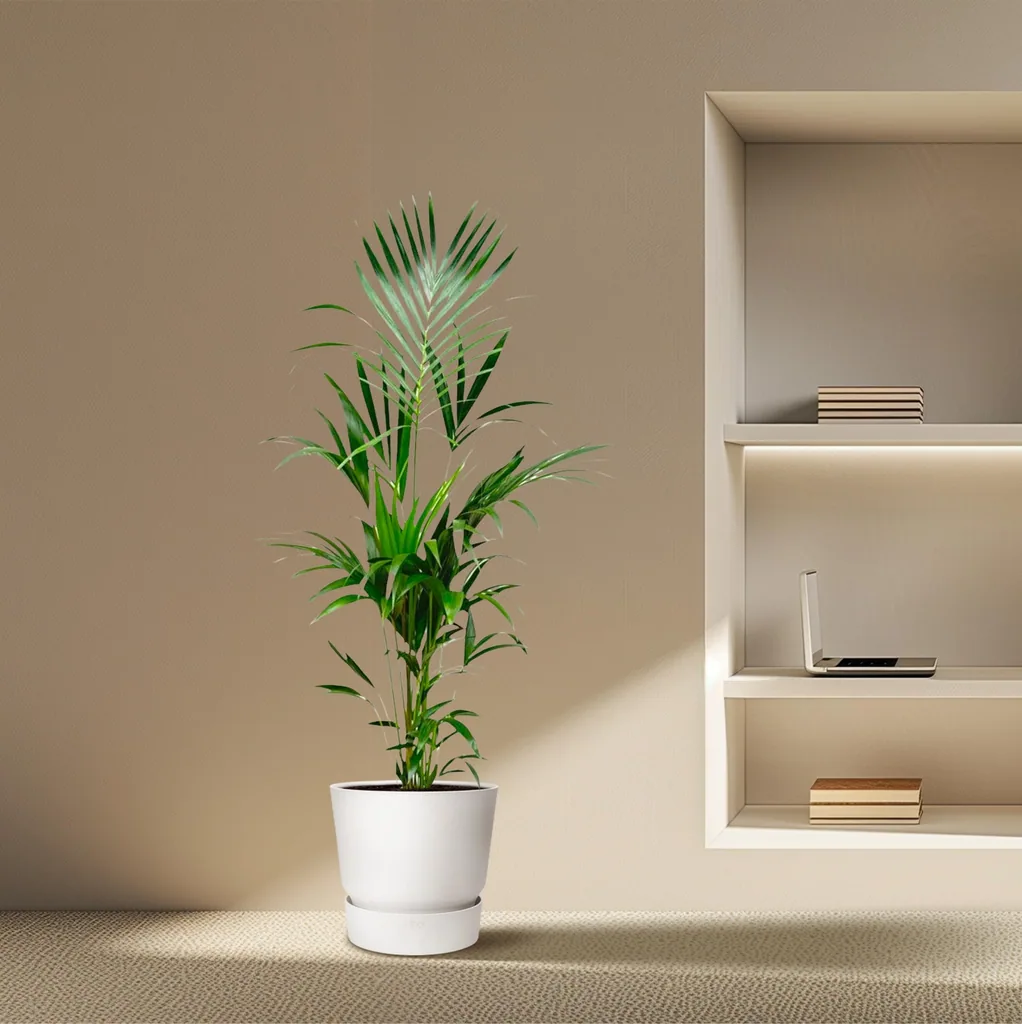Kentiapalme (Howea forsteriana) – pflegeleichte Zimmerpflanze, Topf-Ø 21–25 cm, Höhe ca. 170 cm