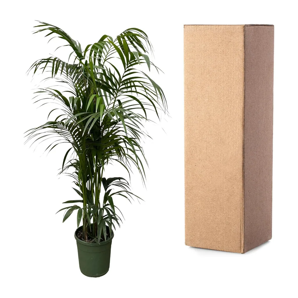 Kentiapalme (Howea forsteriana) – pflegeleichte Zimmerpflanze, Topf-Ø 38 cm, Höhe ca. 220 cm