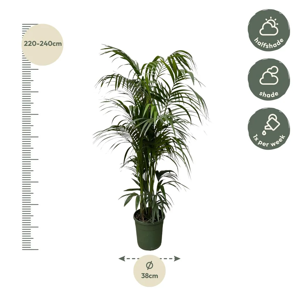Kentiapalme (Howea forsteriana) – pflegeleichte Zimmerpflanze, Topf-Ø 38 cm, Höhe ca. 220 cm