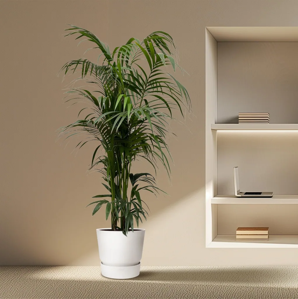 Kentiapalme (Howea forsteriana) – pflegeleichte Zimmerpflanze, Topf-Ø 38 cm, Höhe ca. 220 cm
