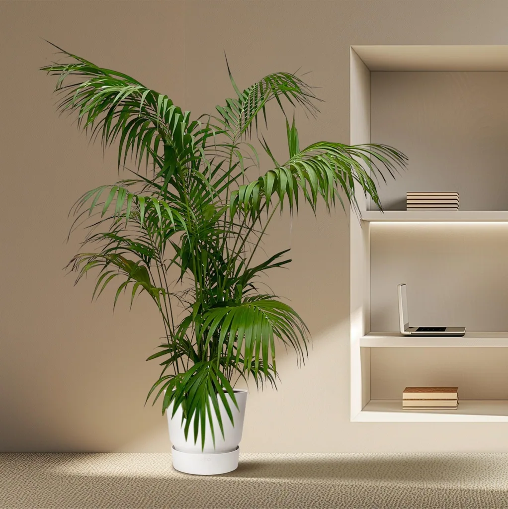 Kentiapalme (Howea forsteriana) – pflegeleichte Zimmerpflanze, Topf-Ø 32–40 cm, Höhe ca. 275 cm