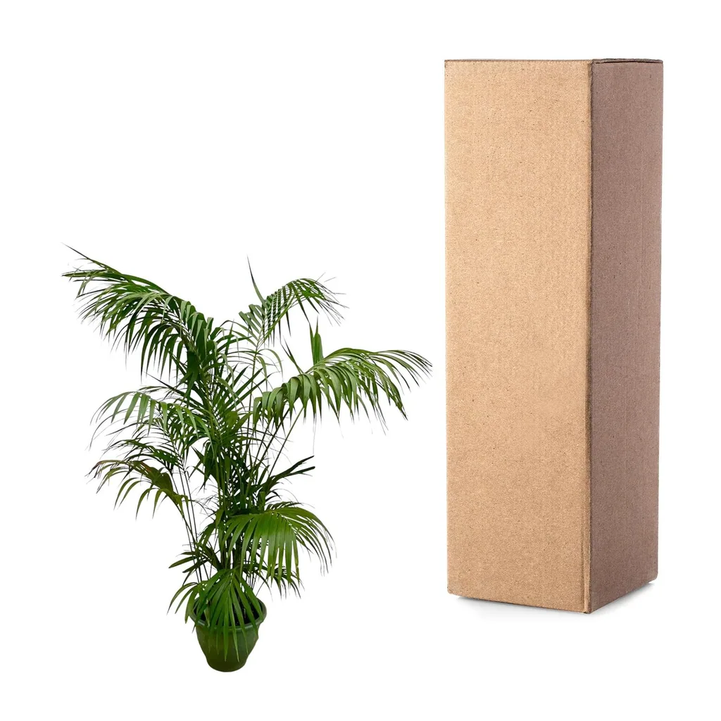 Kentiapalme (Howea forsteriana) – pflegeleichte Zimmerpflanze, Topf-Ø 32–40 cm, Höhe ca. 275 cm
