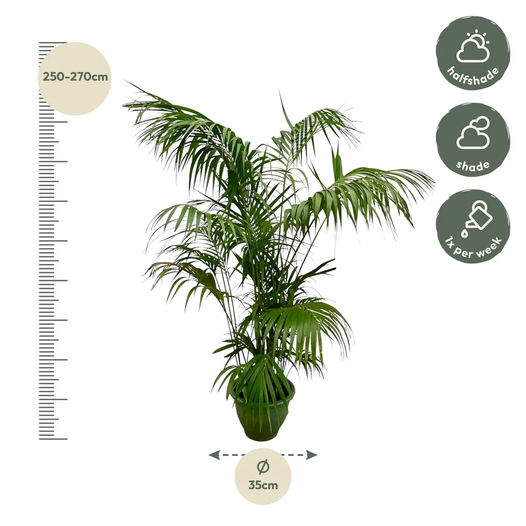 Kentiapalme (Howea forsteriana) – pflegeleichte Zimmerpflanze, Topf-Ø 32–40 cm, Höhe ca. 275 cm