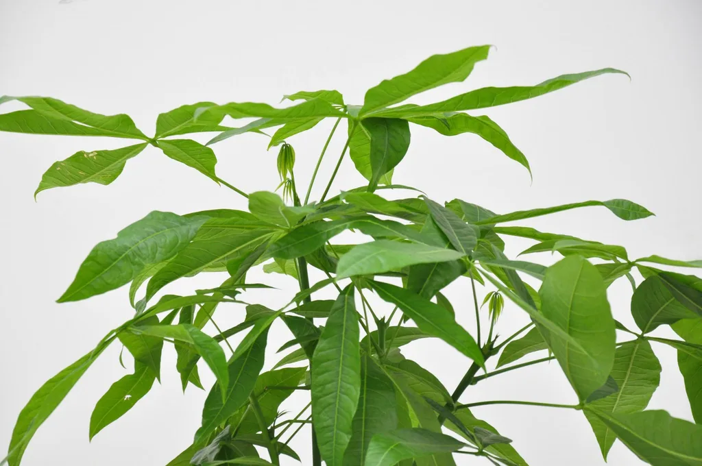 Glückskastanie (Pachira aquatica) – pflegeleichte Zimmerpflanze, Höhe ca. 100 cm