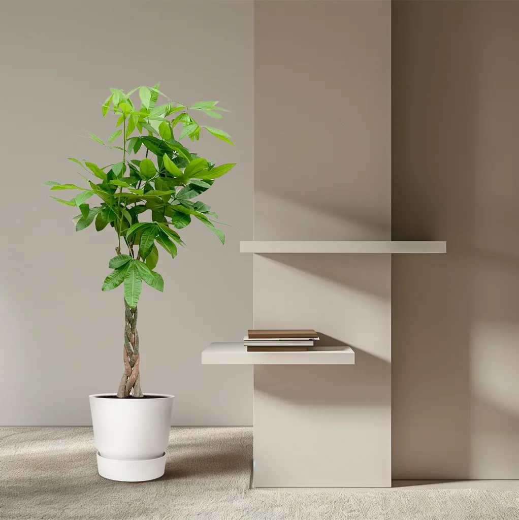 Glückskastanie (Pachira aquatica) – pflegeleichte Zimmerpflanze, Höhe ca. 100 cm