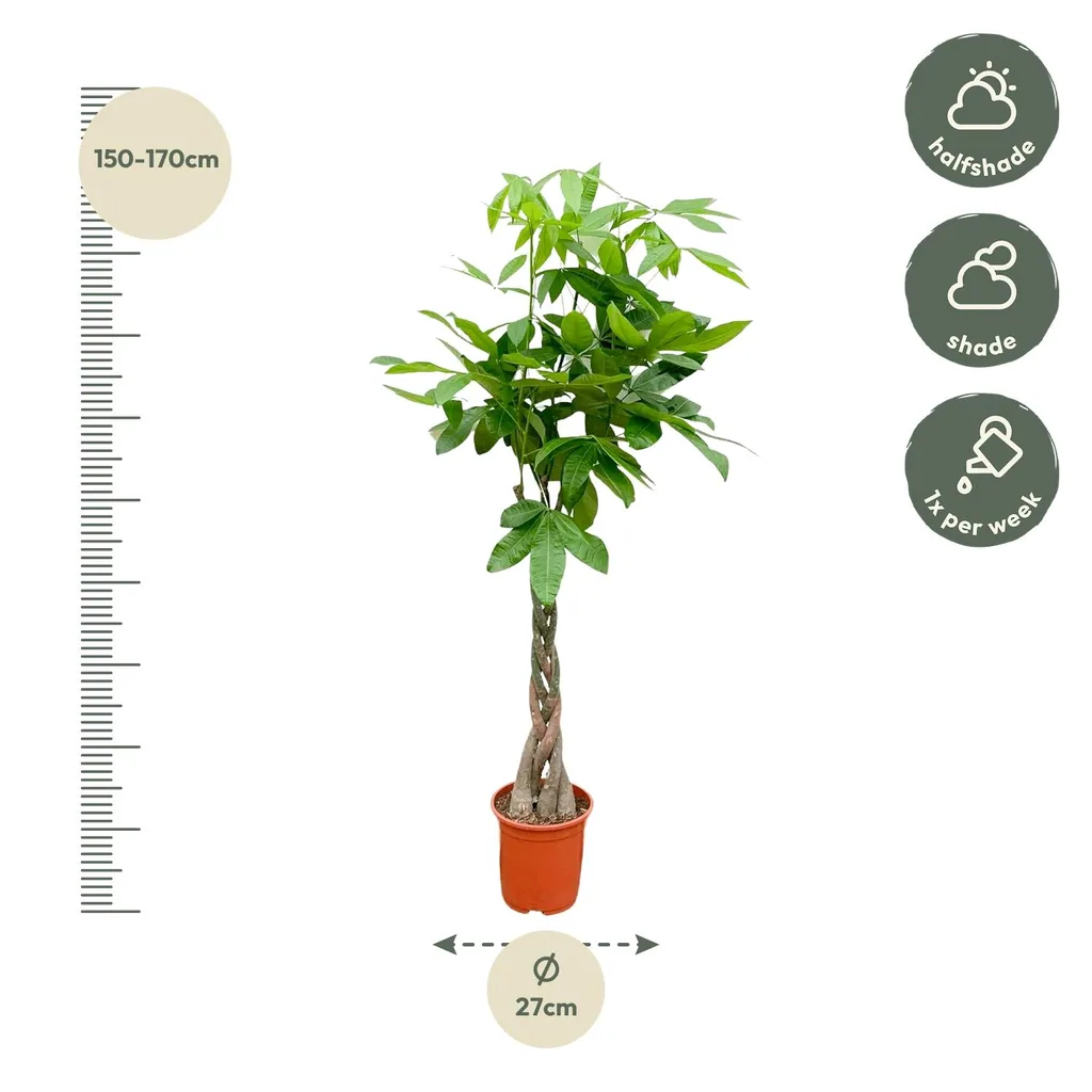 Glückskastanie (Pachira aquatica) – pflegeleichte Zimmerpflanze, Höhe ca. 100 cm