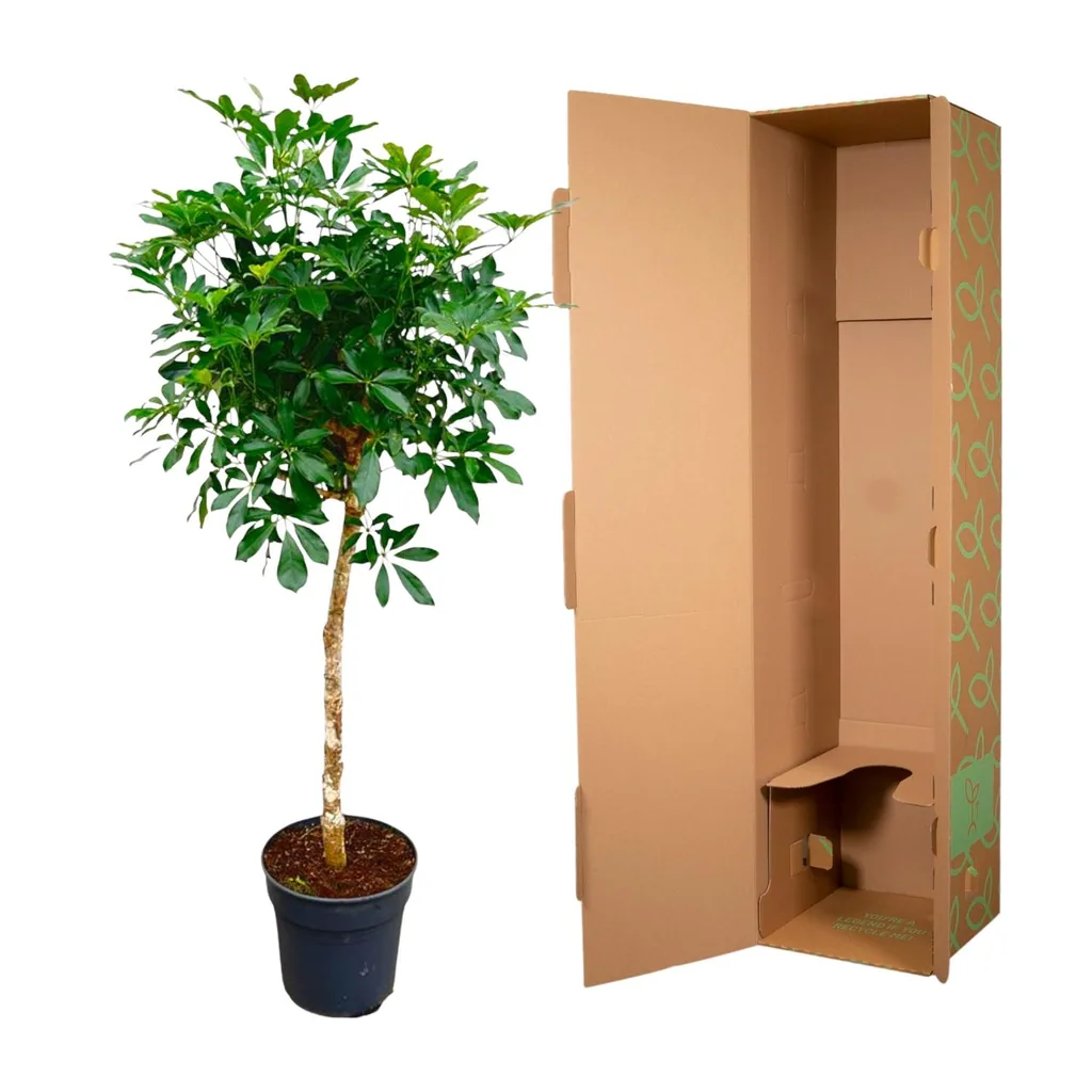 Strahlenaralie (Schefflera) – pflegeleichte Zimmerpflanze, als Stämmchen, Topf-Ø 30 cm, Höhe ca. 180 cm