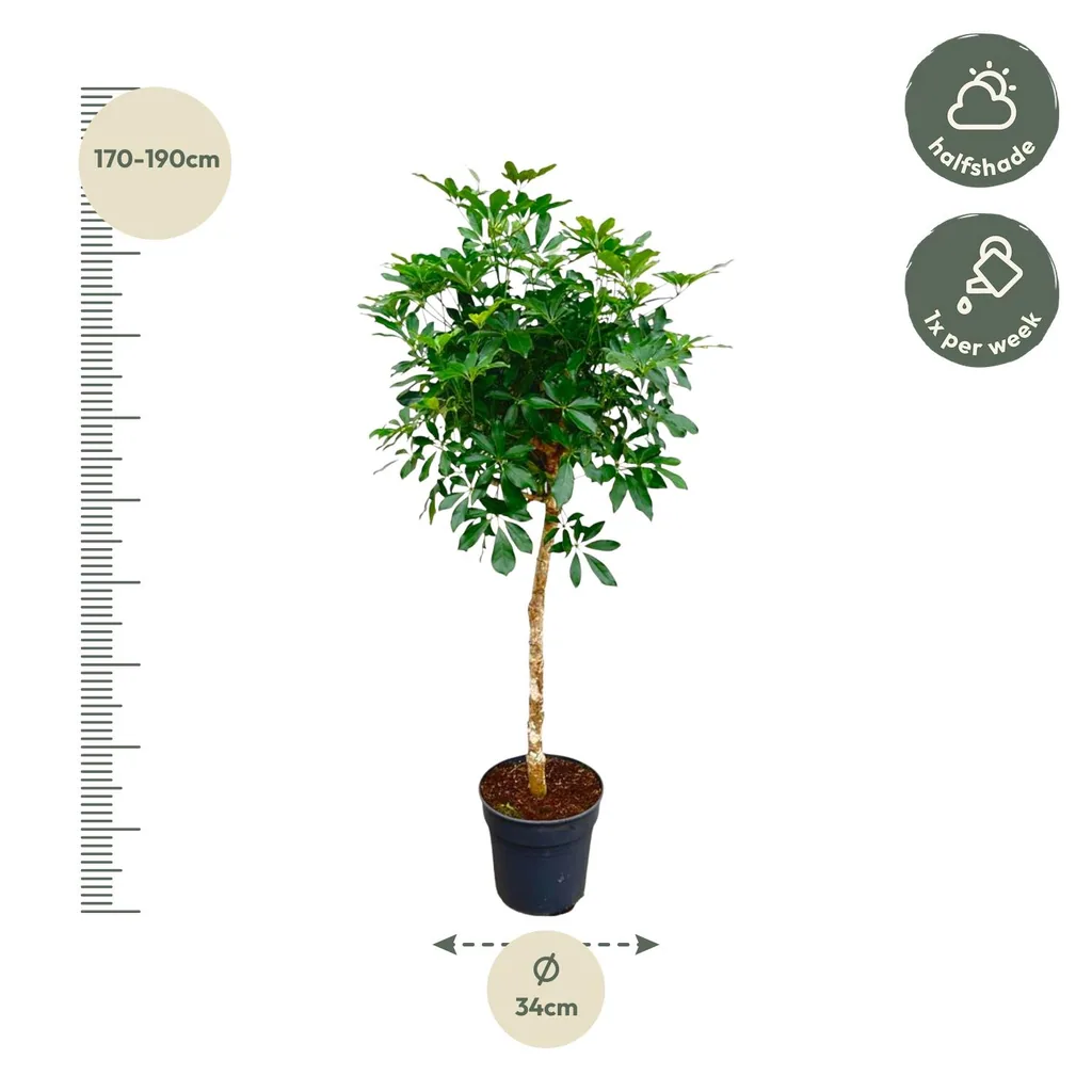 Strahlenaralie (Schefflera) – pflegeleichte Zimmerpflanze, als Stämmchen, Topf-Ø 30 cm, Höhe ca. 180 cm