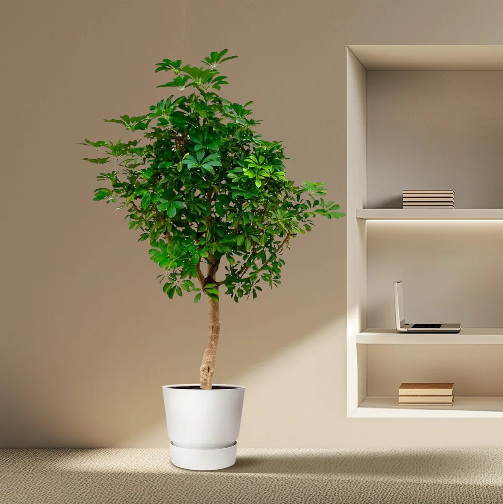 Strahlenaralie (Schefflera) – pflegeleichte Zimmerpflanze, als Stämmchen, Topf-Ø 40 cm, Höhe ca. 200 cm