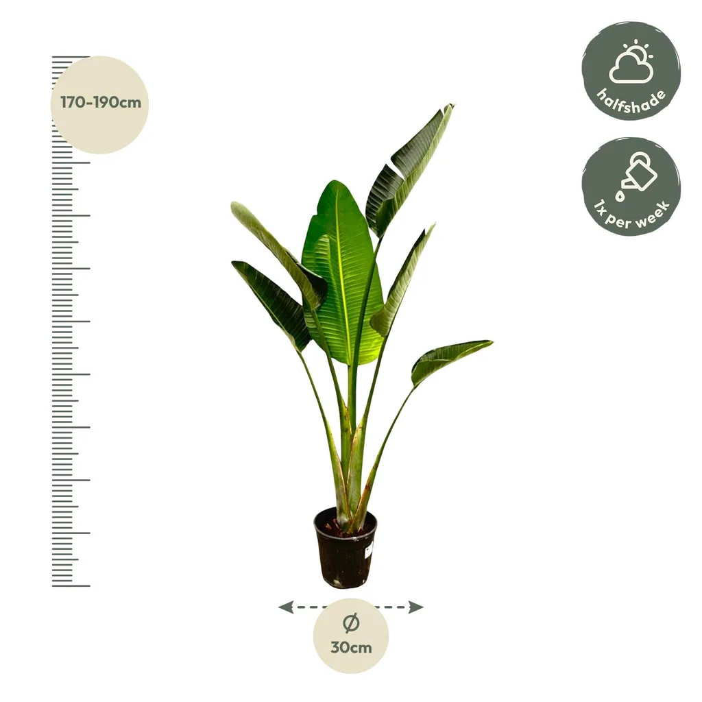 Weiße Paradiesvogelblume (Strelitzia augusta) – pflegeleichte Zimmerpflanze, Höhe ca. 180 cm