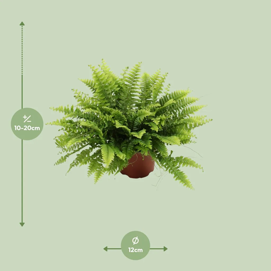 Schwertfarn 'Green Moment' (Nephrolepis) – pflegeleichte Zimmerpflanze, Topf-Ø 12 cm, Höhe ca. 20 cm