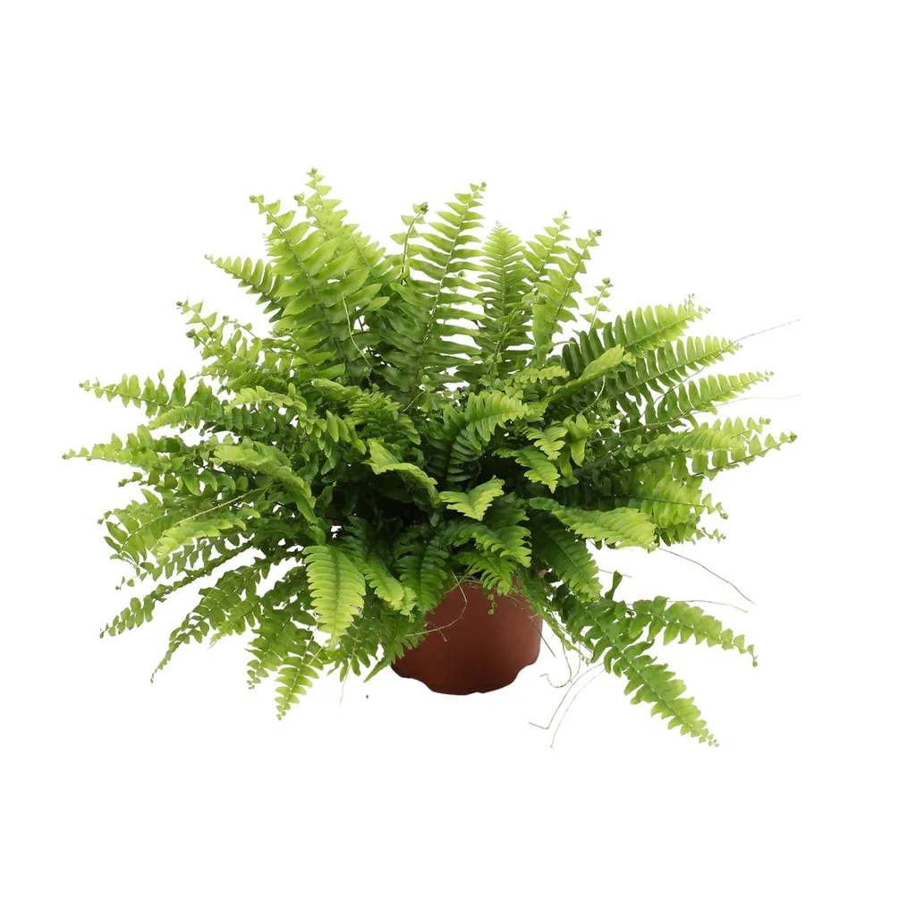 Schwertfarn 'Green Moment' (Nephrolepis) – pflegeleichte Zimmerpflanze, Topf-Ø 12 cm, Höhe ca. 20 cm