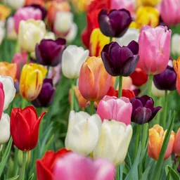 Tulpe (Tulipa) – Blumenzwiebeln