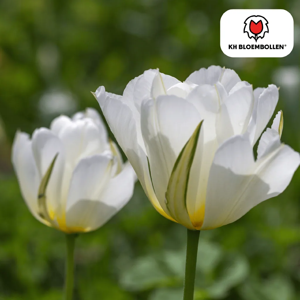 Tulpe 'White Valley' (Tulipa) – Blumenzwiebeln, 20 Zwiebeln