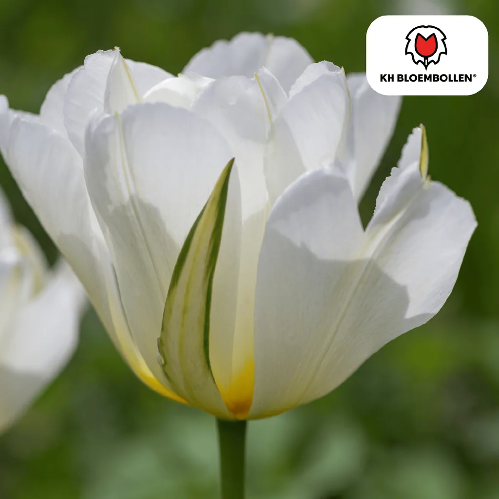 Tulpe 'White Valley' (Tulipa) – Blumenzwiebeln, 20 Zwiebeln