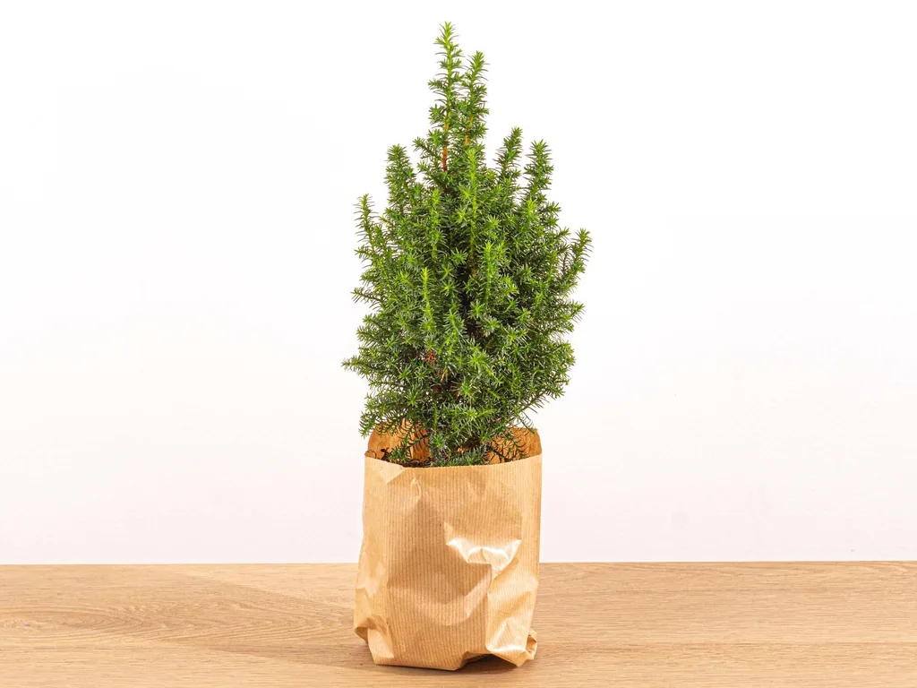 Lawsons Scheinzypresse 'Ellwoodii' (Chamaecyparis lawsoniana) – winterhartes Nadelgehölz, als Mini-Weihnachtsbaum mit Beleuchtung, Höhe ca. 25–30 cm