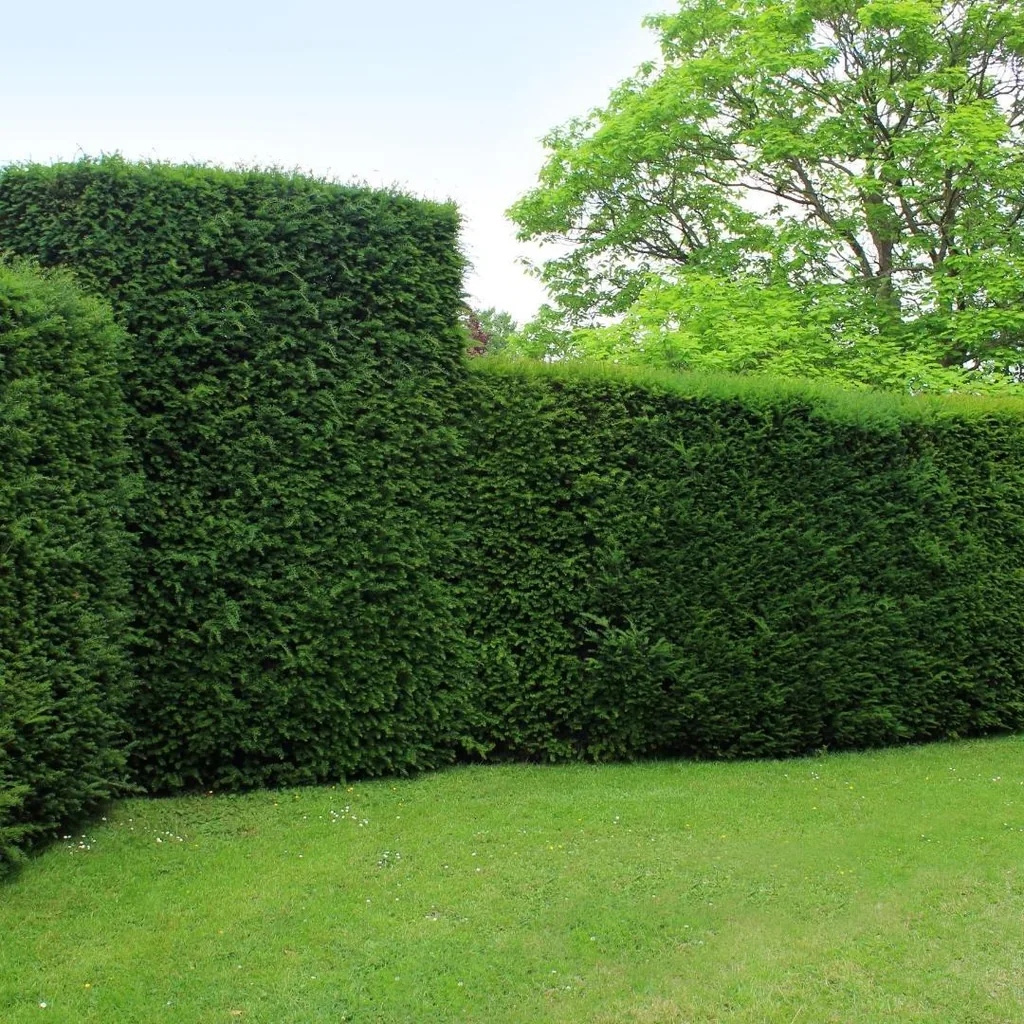 Gemeine Eibe 20er-Set (Taxus baccata) – winterhartes immergrünes Gehölz, Höhe ca. 100–125 cm