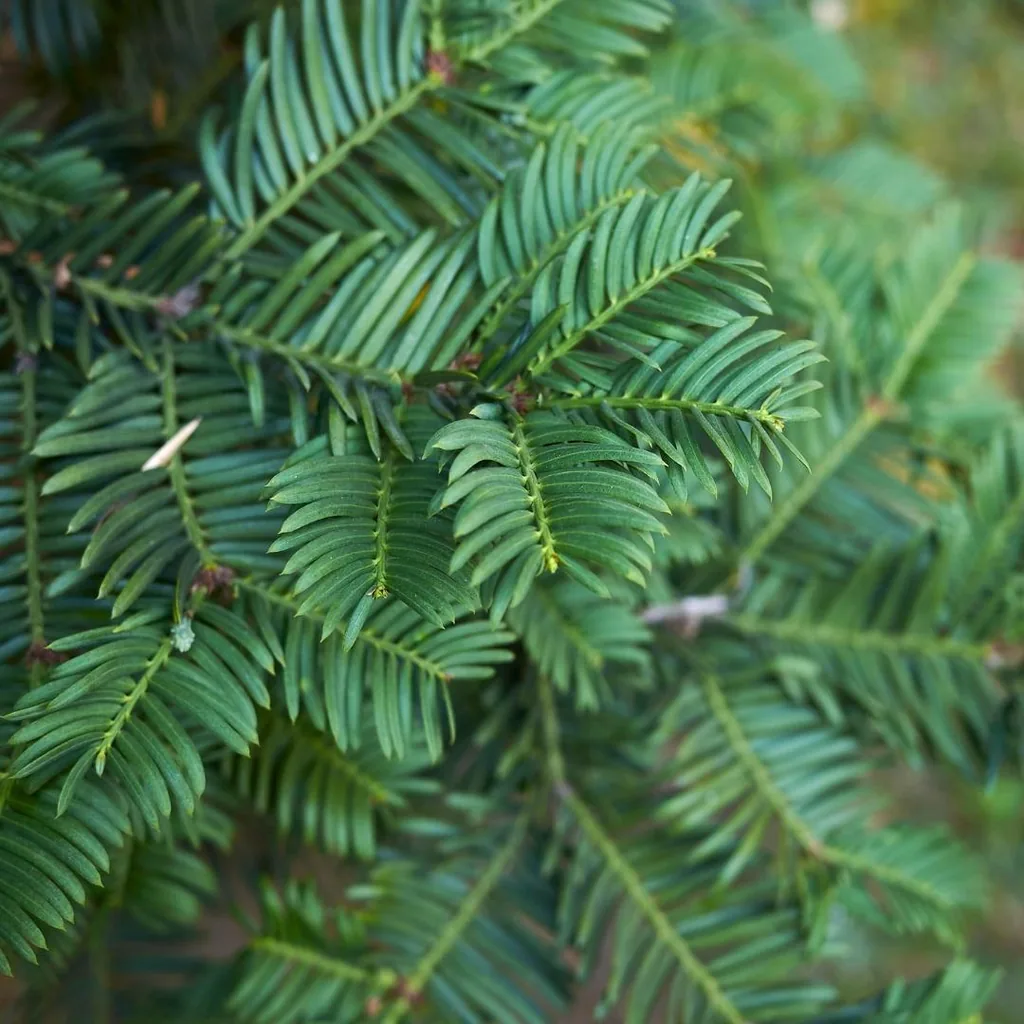 Gemeine Eibe 20er-Set (Taxus baccata) – winterhartes immergrünes Gehölz, Höhe ca. 100–125 cm