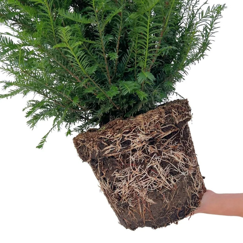 Gemeine Eibe 20er-Set (Taxus baccata) – winterhartes immergrünes Gehölz, Höhe ca. 100–125 cm
