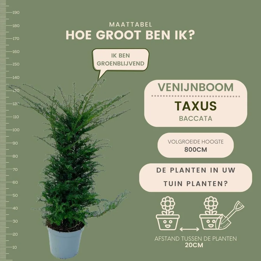 Gemeine Eibe 20er-Set (Taxus baccata) – winterhartes immergrünes Gehölz, Höhe ca. 100–125 cm