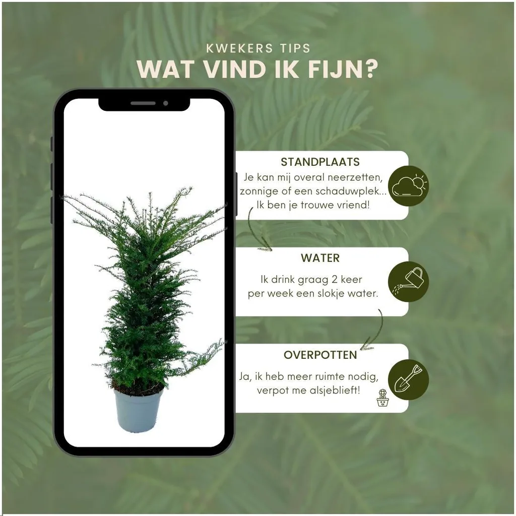 Gemeine Eibe 20er-Set (Taxus baccata) – winterhartes immergrünes Gehölz, Höhe ca. 100–125 cm