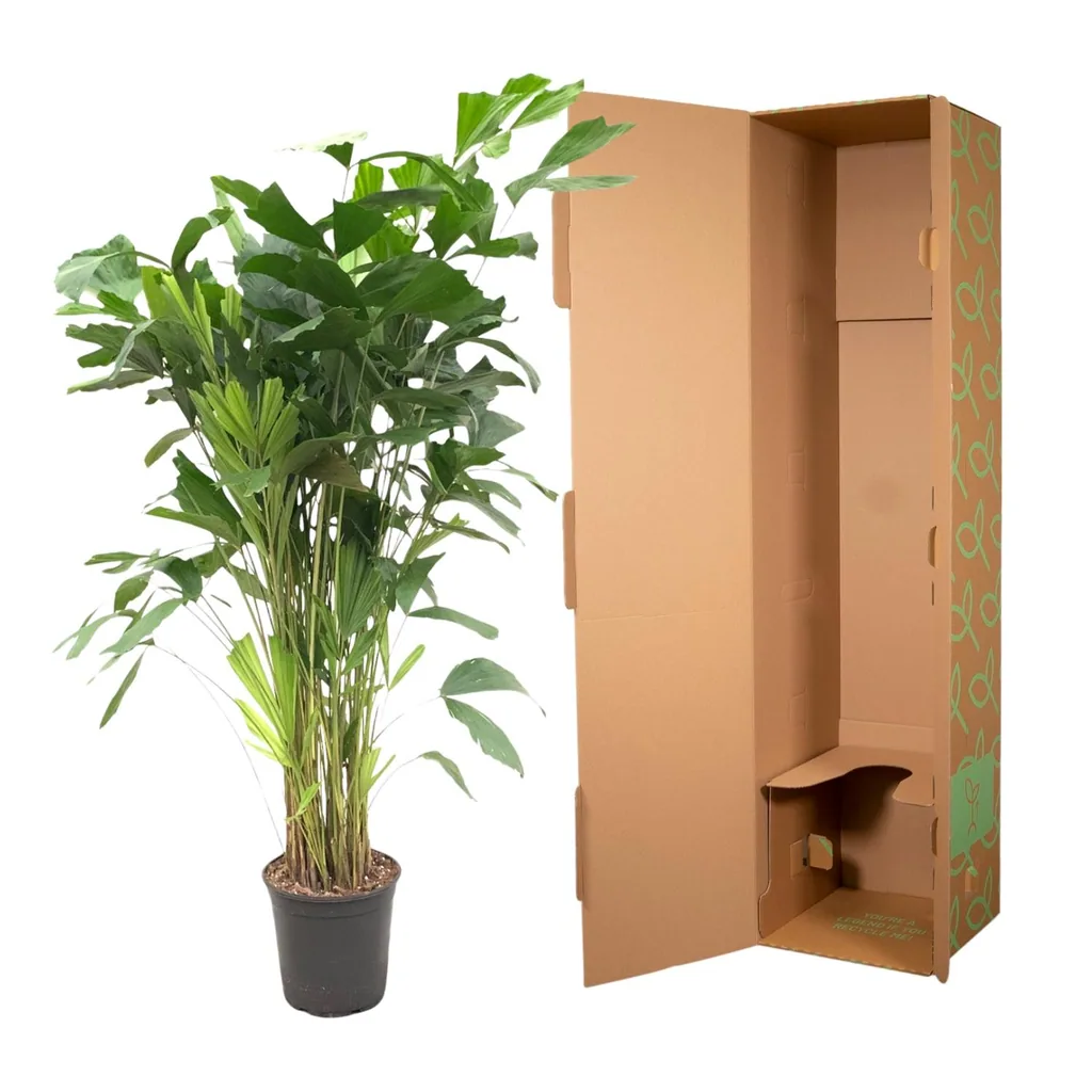 Fischschwanzpalme (Caryota mitis) – pflegeleichte Zimmerpflanze, Höhe ca. 150 cm