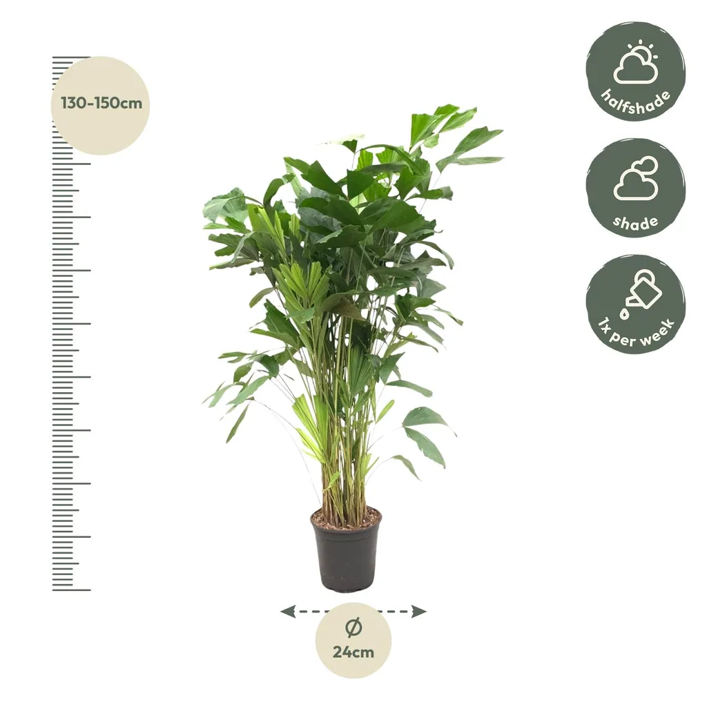 Fischschwanzpalme (Caryota mitis) – pflegeleichte Zimmerpflanze, Höhe ca. 150 cm
