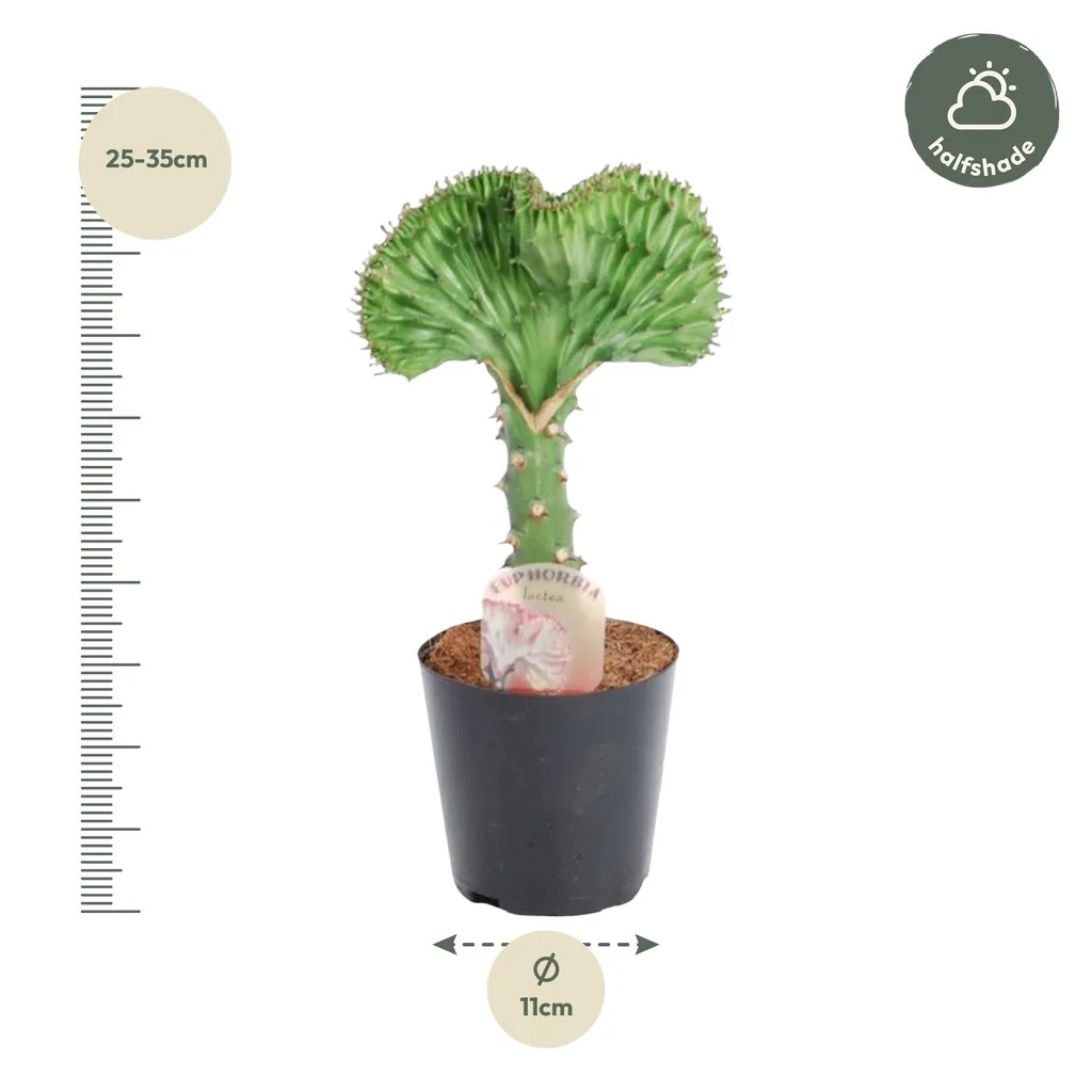 Kandelaber-Wolfsmilch 'Cristata' (Euphorbia lactea) – pflegeleichte Zimmerpflanze, Topf-Ø 10,5 cm, Höhe ca. 30 cm