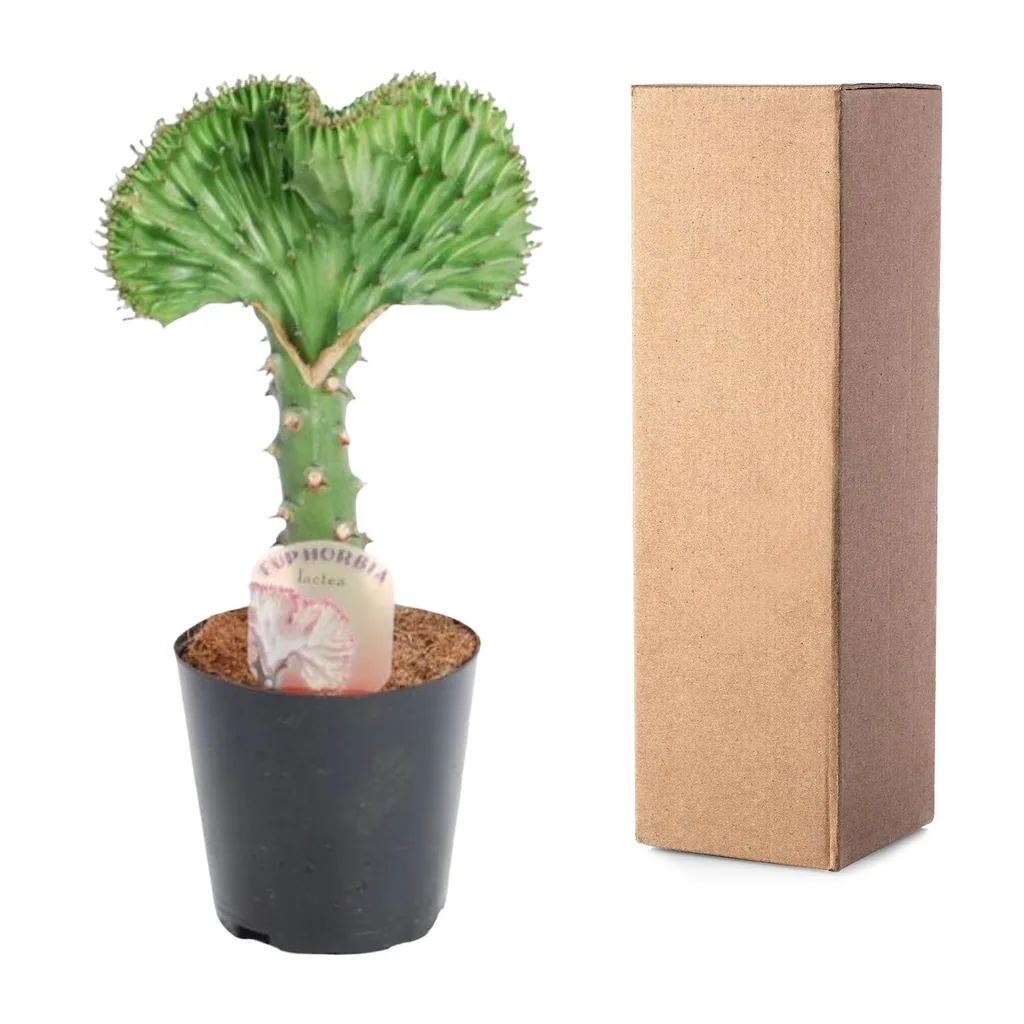 Kandelaber-Wolfsmilch 'Cristata' (Euphorbia lactea) – pflegeleichte Zimmerpflanze, Topf-Ø 10,5 cm, Höhe ca. 30 cm